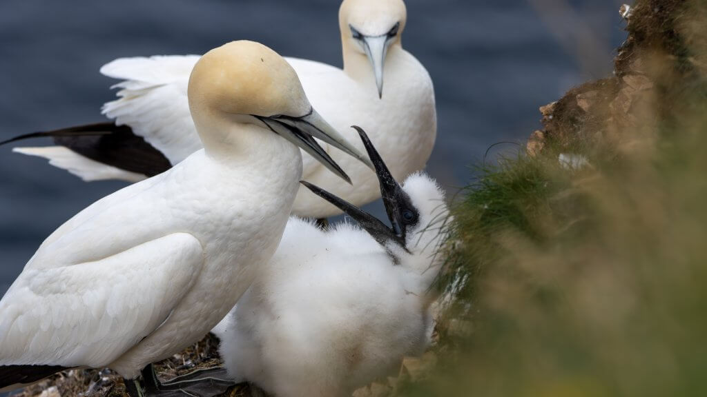 Baby Gannet Aberdeenshire