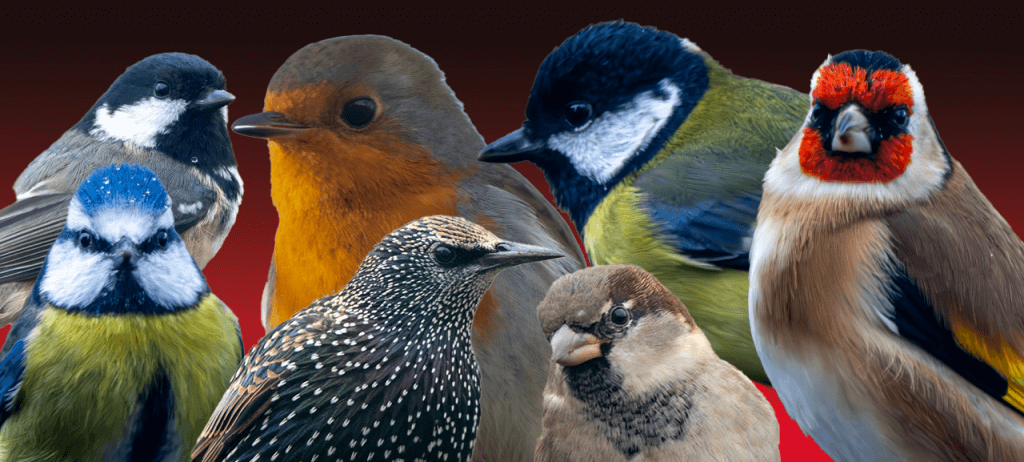 Garden Birds