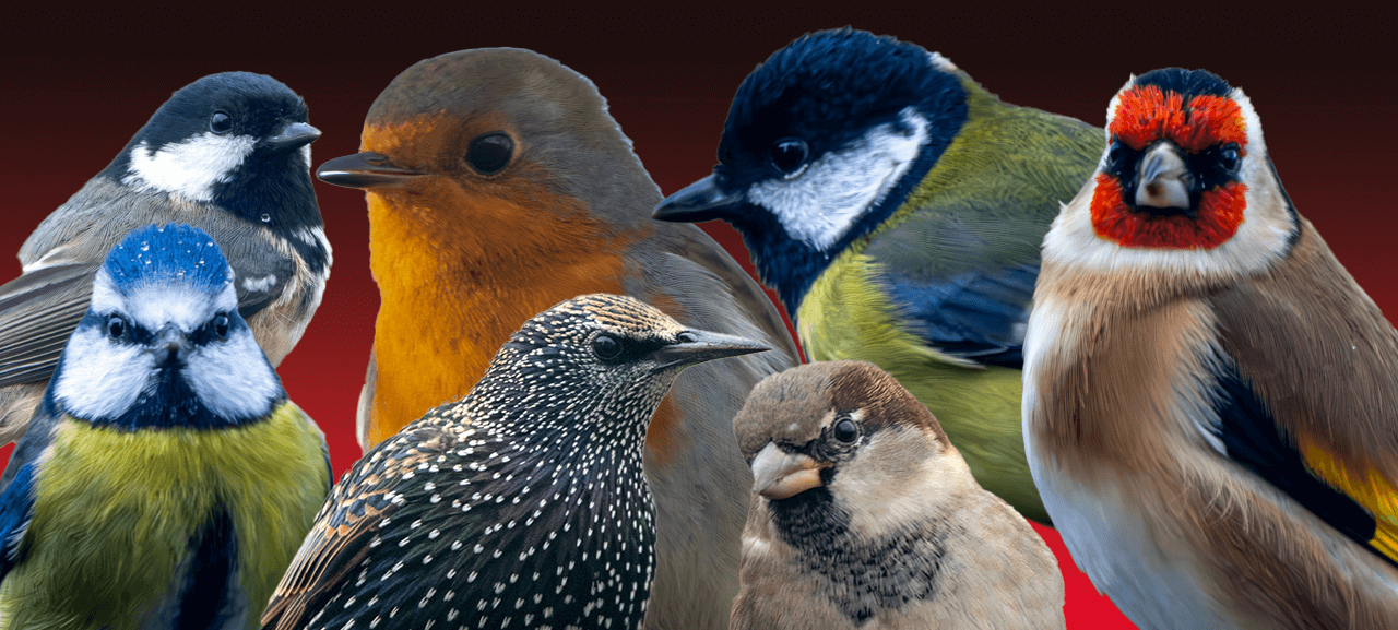 Bird Watching UK
