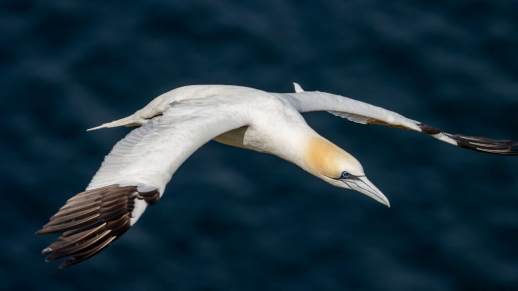 Gannet Aberdeen
