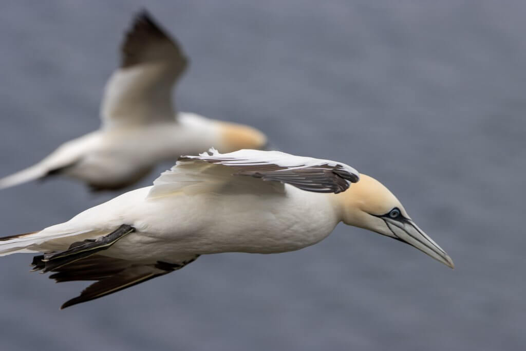 Gannet Colony Scotland