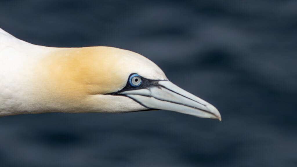 Gannet Scotland