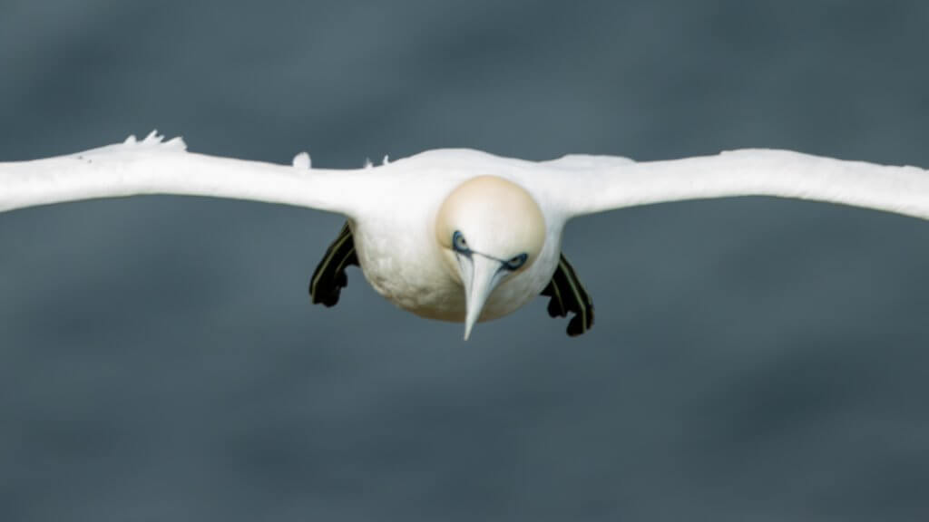 Gannets in Aberdeenshire