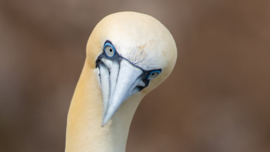 Gannets in Scotland