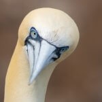 Gannets in Scotland