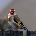 Goldfinch