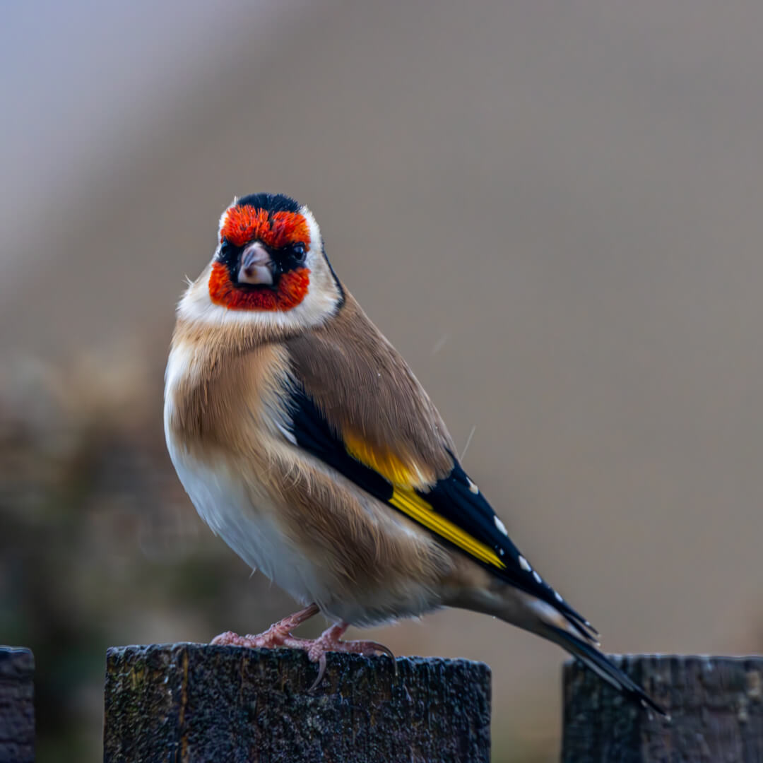 Goldfinch