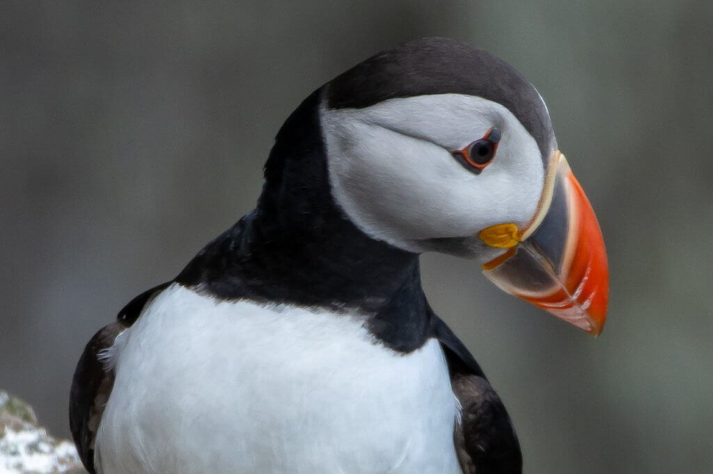 Puffins in Aberdeen