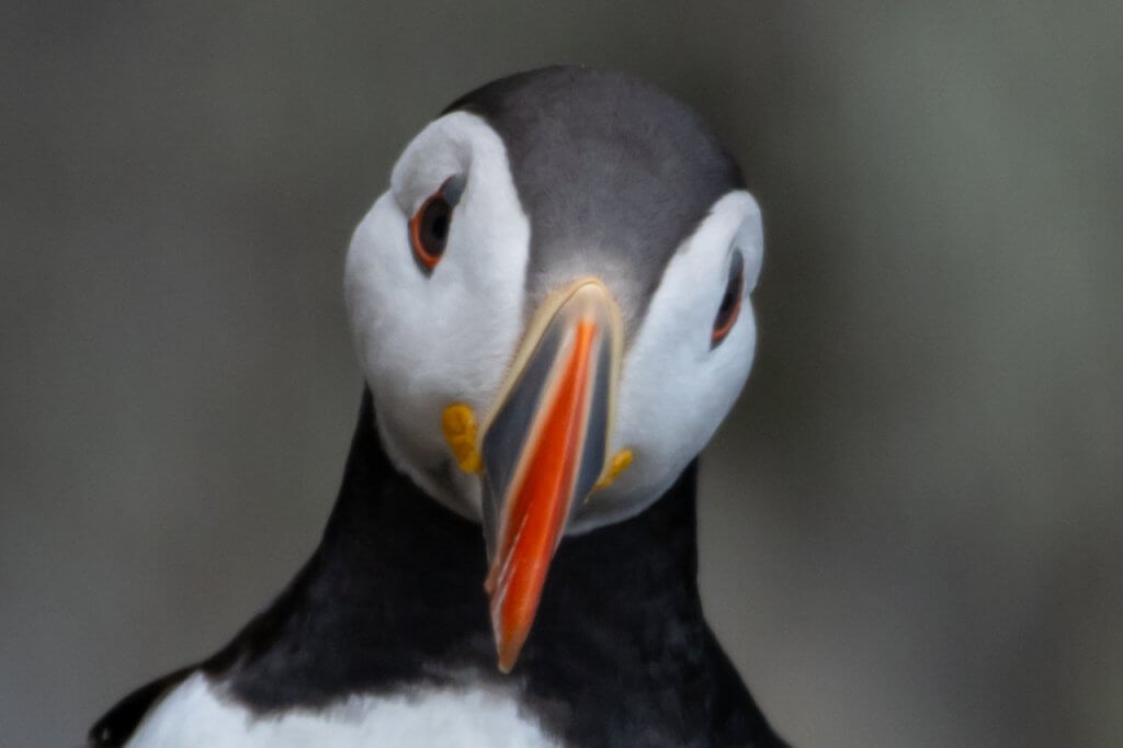 Puffin at Bullers of Buchan