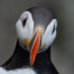 Puffin at Bullers of Buchan
