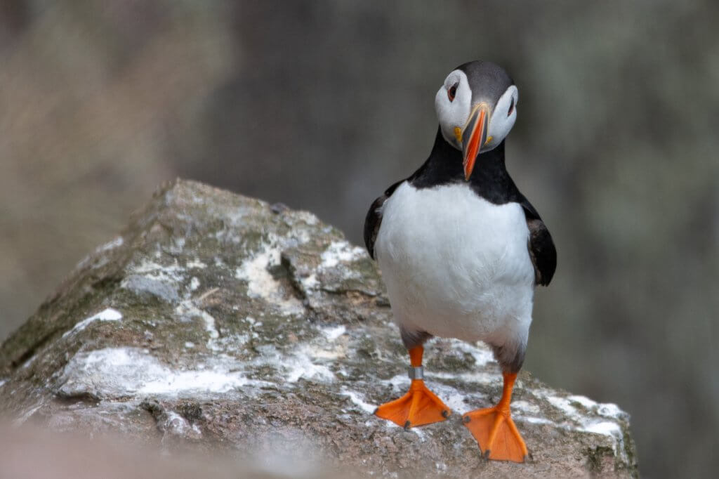 Puffins in Aberdeenshire