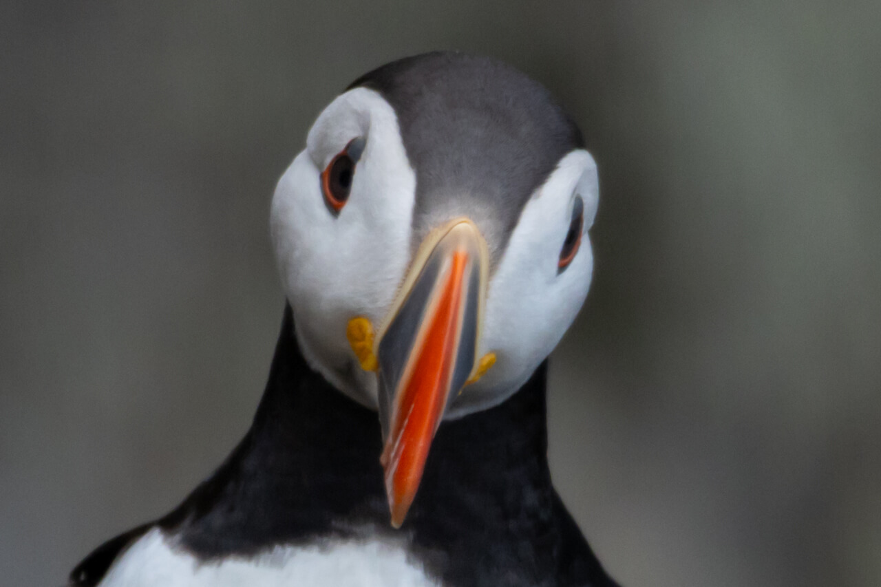 Puffin at Bullers of Buchan