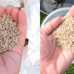 Sunflower Hearts vs Sunflower Heart Chips