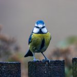 How To Attract Birds To Your Feeder